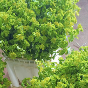 Bupleurum