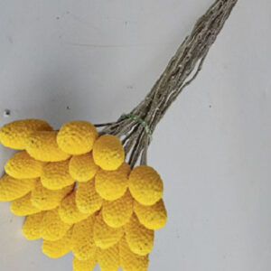 Pointed Craspedia