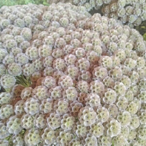 Scabiosa Settalleta