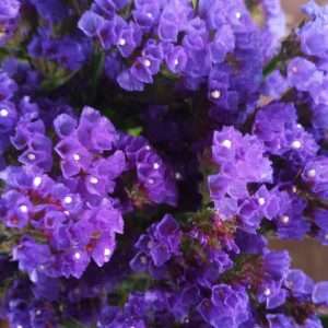 Statice lilac