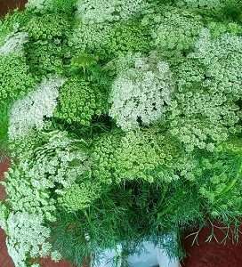 Ammi Visnaga