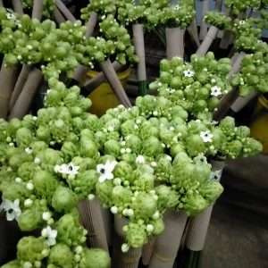 Arabicum