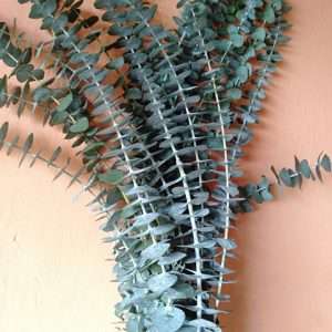 Eucalyptus Baby Blue
