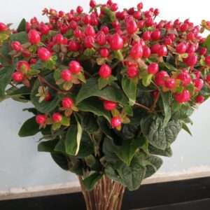 Hypericum Magical Triumph
